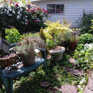 Lot # 184 - Seven potted plants, plastic loveseat bench