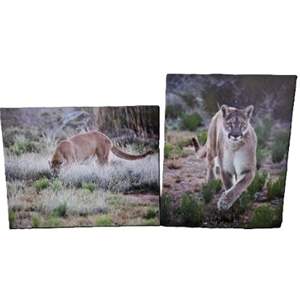 Lot #90 - Set of Two Enlarged Photos 16 x 20 by Randy Koepsell - Mountain Lions