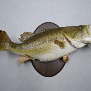 Lot #285 Taxidermy Fish Mounted on Wood