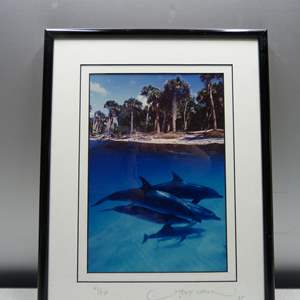 Lot #279 Fantastic Framed David Leach Dolphin Photo Signed/Numbered 