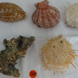 Lot #321 GREAT lot of AMAZING shells from the deep (great additions for your collection)