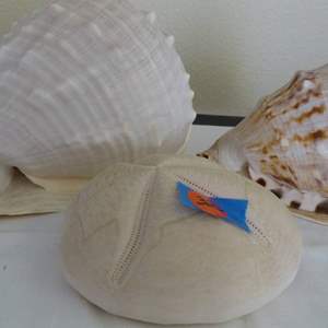 Lot #323 Lot of very nice shells