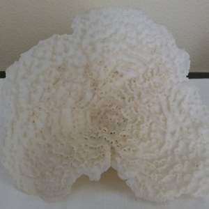 Lot #327  Beautiful flowered coral 