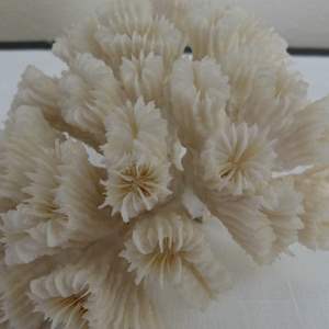 Lot #328  Coral cluster (incredible condition)