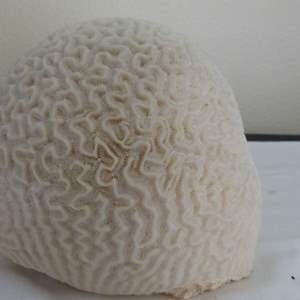 Lot #330  Very heavy coral sea rock