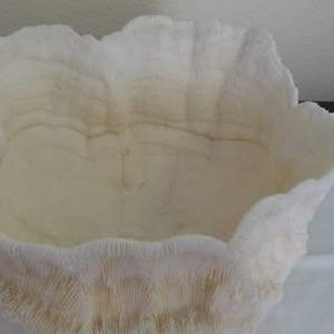 Lot #331 ONE OF A KIND coral sea bowl MASSIVE SIZE and incredible condition