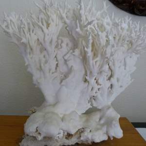 Lot #332  Very large and mounted coral