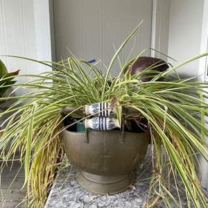 Lot #343 - Spider plant in copper pot