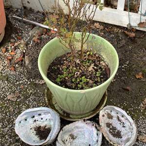 Lot #305 - Green Ceramic Planters with 3 Abelone shells