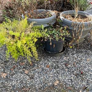 Lot #314 - 2 large gray plastic planters, fern, ivy plant