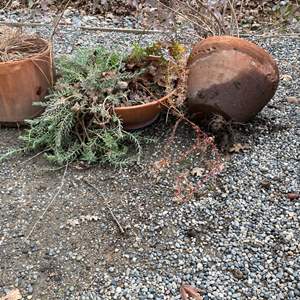 Lot #318 - Terracotta planter trio some damage