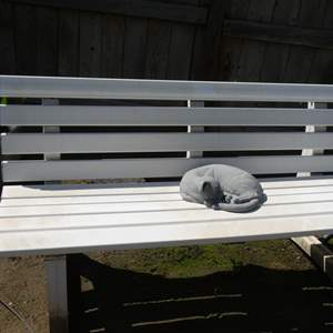 Lot #757 Bench w Cat