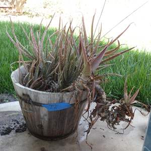 Lot #771 Cactus in Wood Barrel