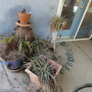 Lot #772 Plant Lot Spider Plants