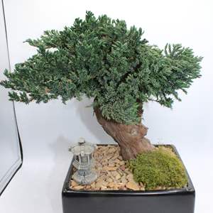 Lot #304 Faux Bonsai Tree with Platform