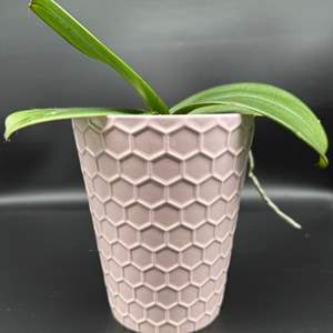 Lot #30 - Ceramic Potted Orchid