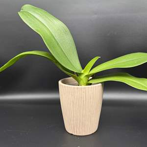 Lot #33 - Ceramic Potted Orchid