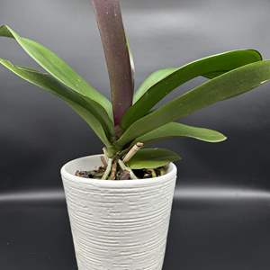 Lot #35 - Ceramic Potted Orchid