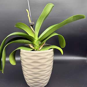 Lot #39 - Ceramic Potted Orchid