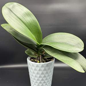 Lot #45 - Ceramic Potted Orchid