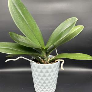 Lot #48 - Ceramic Potted Orchid