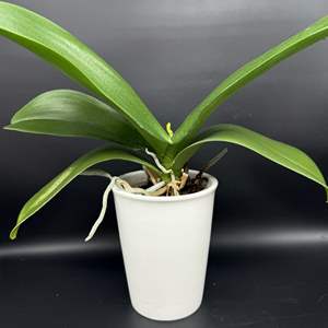 Lot #50 - Ceramic Potted Orchid