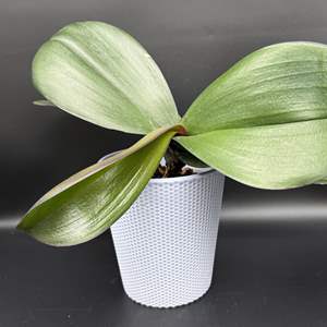 Lot #54 - Ceramic Potted Orchid