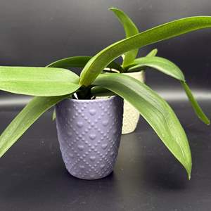 Lot #60 - (2) Ceramic Potted Orchids