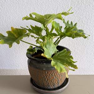 Lot #64 - Potted Philodrendon in Ceramic Pot