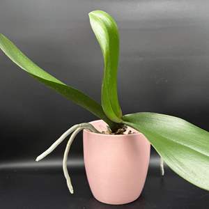 Lot #66 - Ceramic Potted Orchid