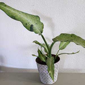 Lot #71 - Dieffenbachia Camouflage Plant