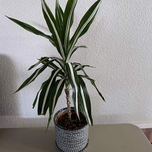 Lot #74 - Potted Dracaena Plant in Ceramic Planter