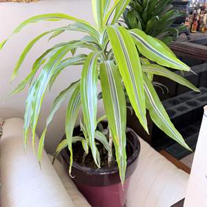 Lot #91 - Potted Dracaenas