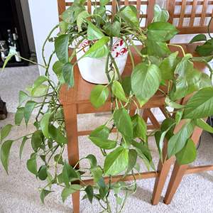 Lot #286 - Pothos in Ceramic Pot