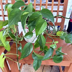 Lot #288 - Pothos in Ceramic Pot