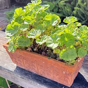 Lot #296 - Swedish Geraniums in Ceramic Planter