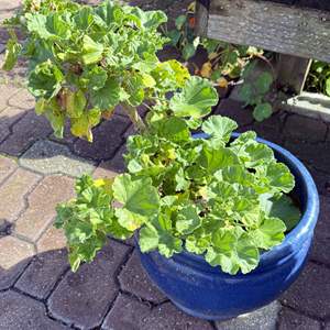 Lot #297 - Geraniums in Ceramic Planter