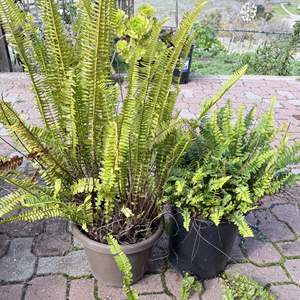 Lot #299 - Sword Ferns