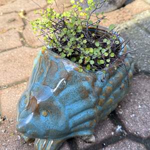 Lot #300 - Ceramic Hedgehog Planter