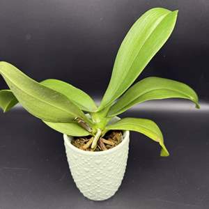 Lot #42 - Ceramic Potted Orchid