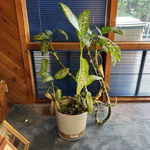 Lot #41 - Spotted Dracaena plant 