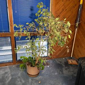 Lot #108 - Ficus tree ready for a bigger pot & new home!