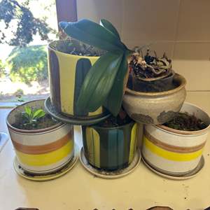 Lot #150 - Pots plus one live orchid plant