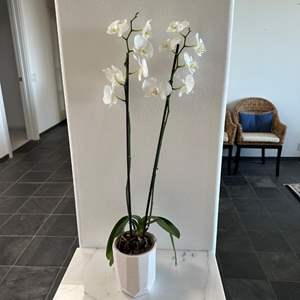 Lot #47 - Live Orchid