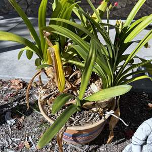 Lot #296 - Ceramic Planter and Lily