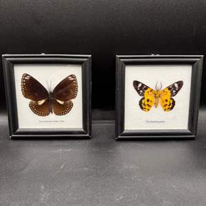 Lot #113  - Pair of butterfly displays 