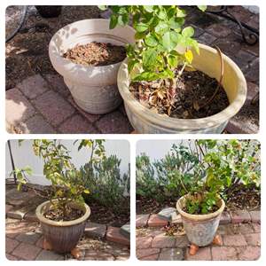 Lot #370- (4) Beautiful Ceramic Potted Rose Plants W/Additional Pot