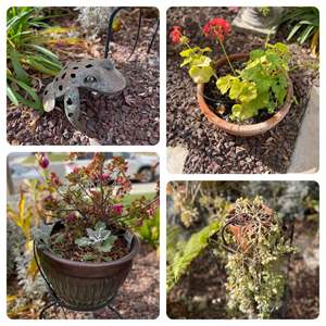 Lot #387-* (3) Potted Succulents, & Potted Azalea W/Metal Stands