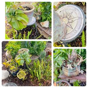 Lot #395-* (5) Succulents in Colorful Ceramic Pots/Includes 19” Plant Stand W/Sun Engraving