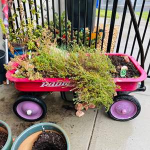 Lot #322- Radio Flyer Red Wagon With Planter/Plants